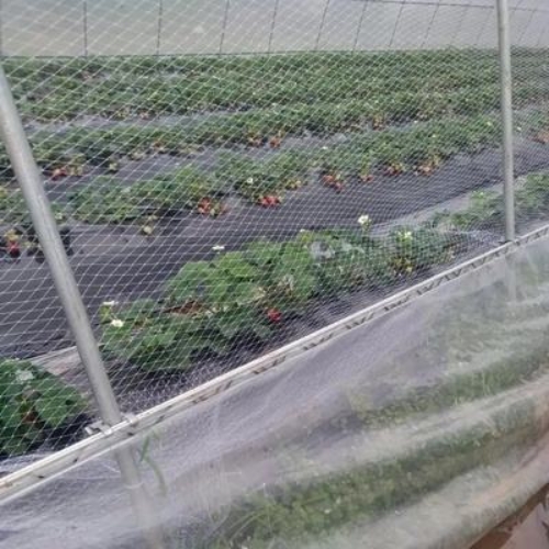 イチゴ用防鳥網