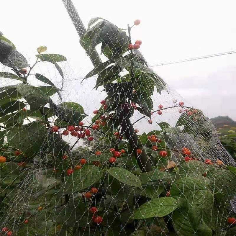 さくらんぼ防鳥ネット